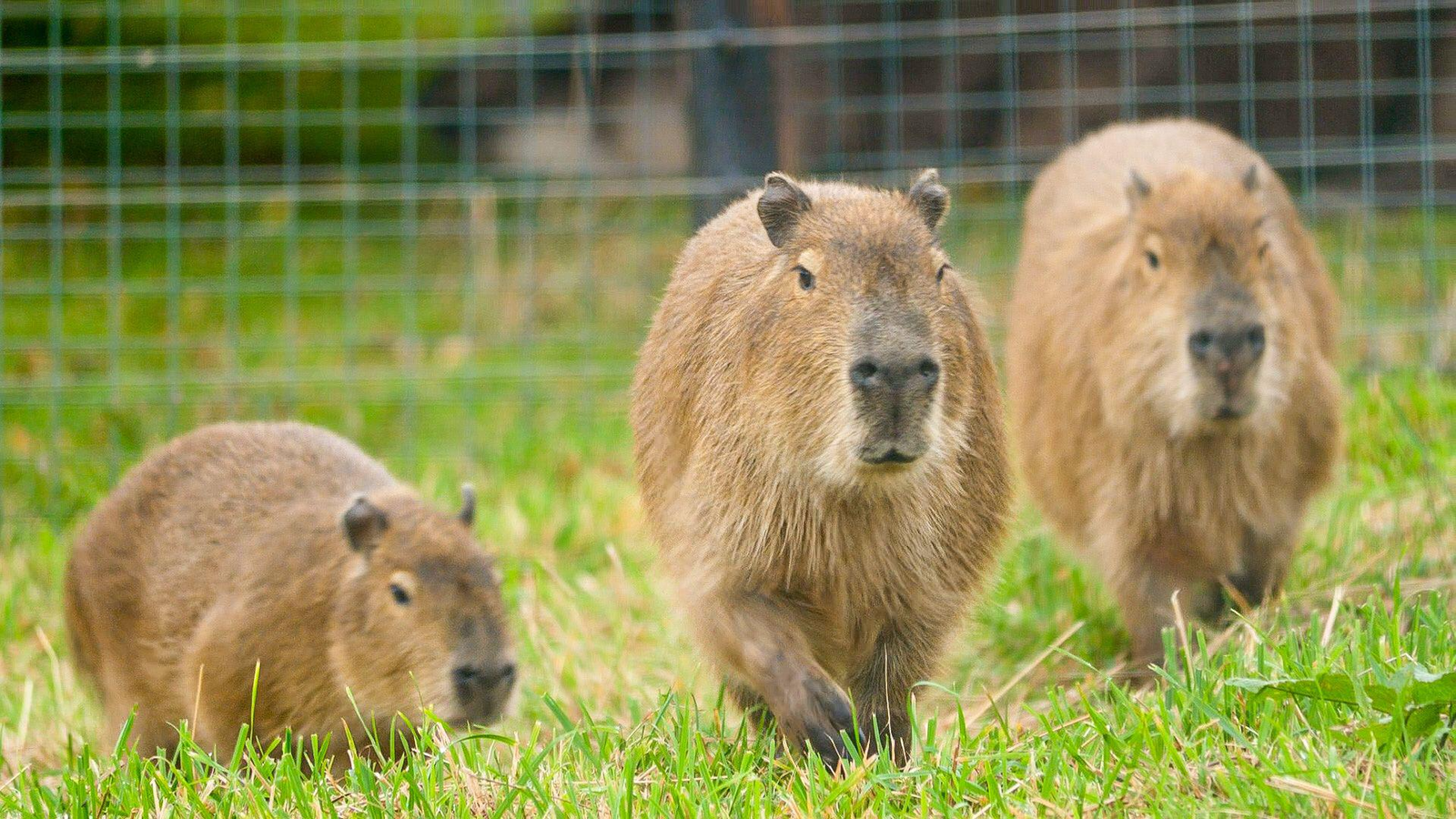 The Social Life of Cadibara Why They're the Ultimate Group Animals